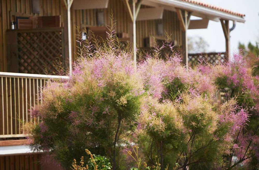 Hotel Des Dunes Lège-Cap-Ferret المظهر الخارجي الصورة